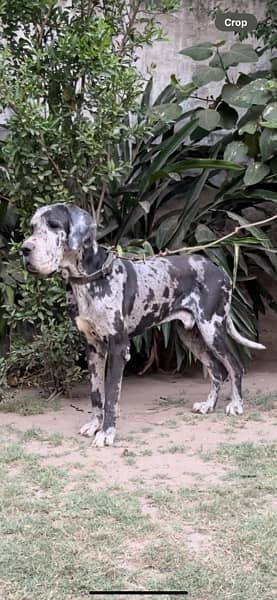Pedigreed Great Dane Puppies from Imported Parents up for sale! 9