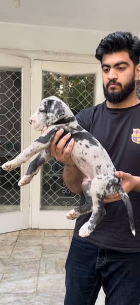 Pedigreed Great Dane Puppies from Imported Parents up for sale! 10
