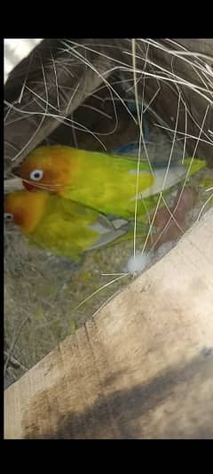 LOVE BIRDS PAIR FOR SALE. . ALL BREEDER PAIRS. .