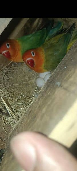 LOVE BIRDS PAIR FOR SALE. . ALL BREEDER PAIRS. . 1