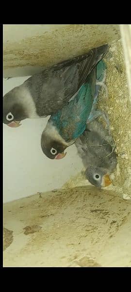 LOVE BIRDS PAIR FOR SALE. . ALL BREEDER PAIRS. . 3