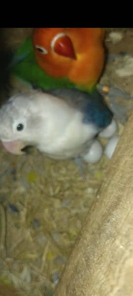 LOVE BIRDS PAIR FOR SALE. . ALL BREEDER PAIRS. . 5