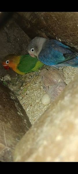 LOVE BIRDS PAIR FOR SALE. . ALL BREEDER PAIRS. . 6