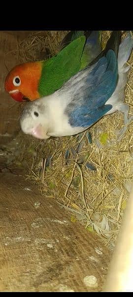 LOVE BIRDS PAIR FOR SALE. . ALL BREEDER PAIRS. . 7
