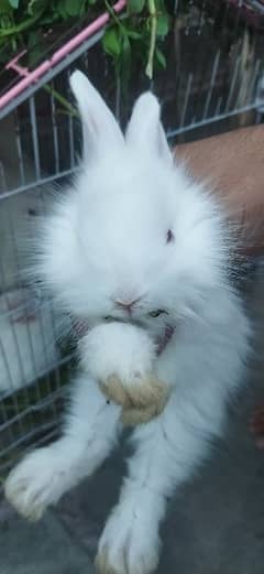 White Angoora Rabbit Bunny full Fluffy original Breed