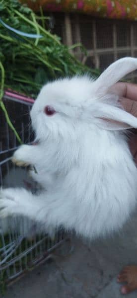 White Angoora Rabbit Bunny full Fluffy original Breed 1
