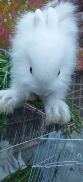 White Angoora Rabbit Bunny full Fluffy original Breed 2