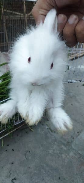 White Angoora Rabbit Bunny full Fluffy original Breed 3
