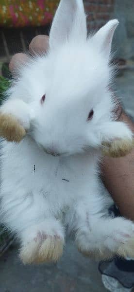 White Angoora Rabbit Bunny full Fluffy original Breed 4