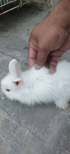 White Angoora Rabbit Bunny full Fluffy original Breed 5