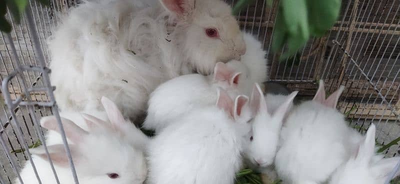 White Angoora Rabbit Bunny full Fluffy original Breed 6