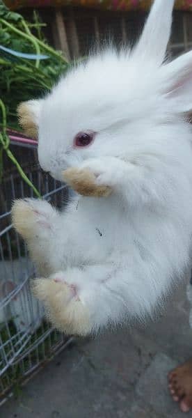 White Angoora Rabbit Bunny full Fluffy original Breed 7