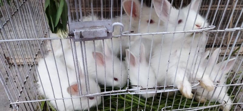 White Angoora Rabbit Bunny full Fluffy original Breed 8