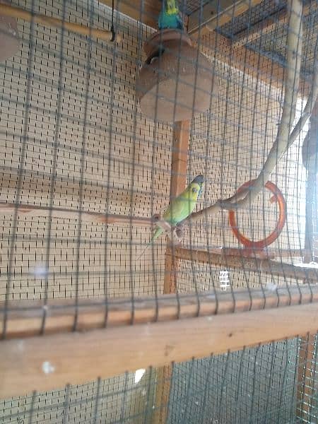 Australian budgies parrot(bujri toote) 1