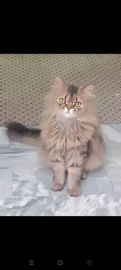 Persian cats, both male price 10000 each