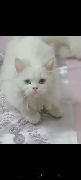 Persian cats, both male price 10000 each 1