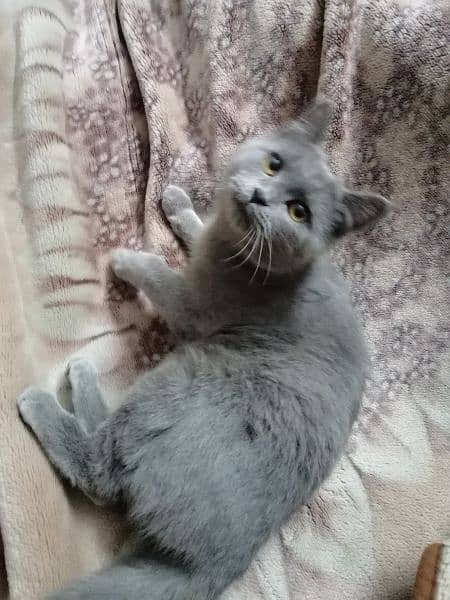 beautiful Persian kitten 1