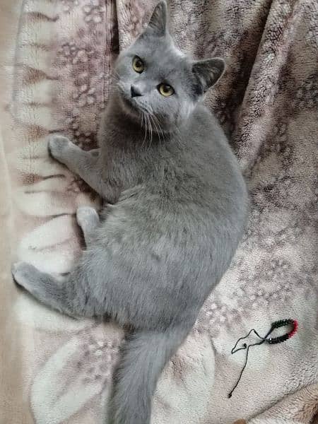 beautiful Persian kitten 4