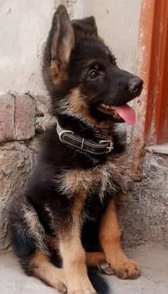 German shepherd puppy male for sale