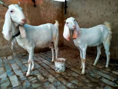 Goulabi Goat