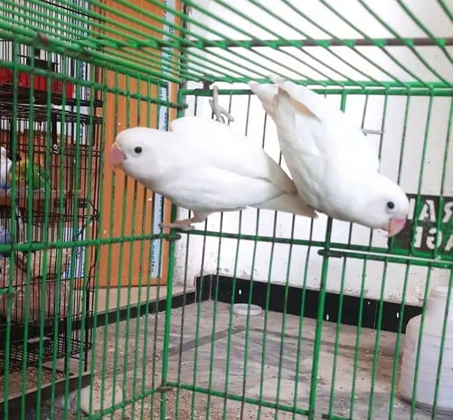 Albino split red eyes breeder pairs for sale fully healthy active 0