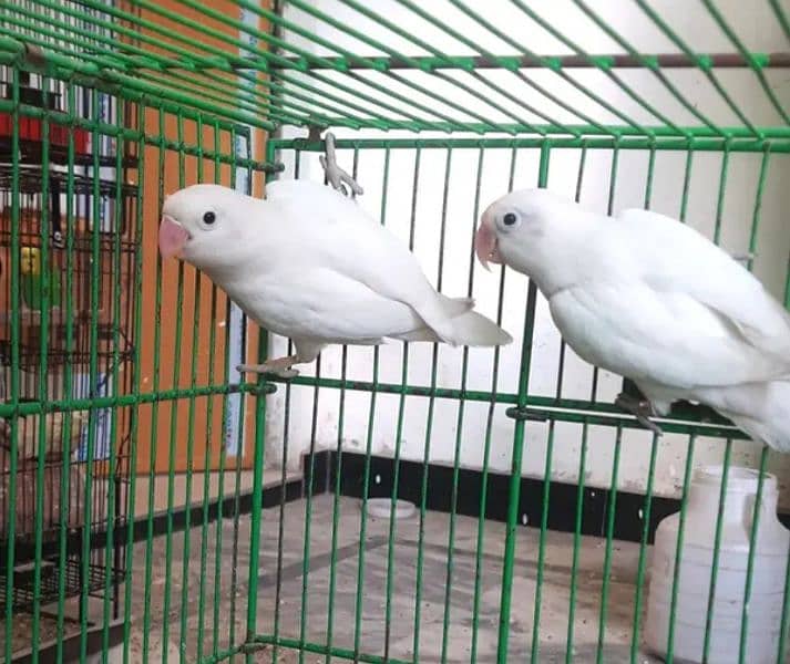 Albino split red eyes breeder pairs for sale fully healthy active 2