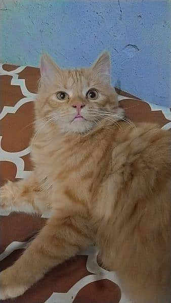 ORANGE PERSIAN CAT | DOUBLE COATED | 1