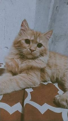 ORANGE PERSIAN CAT | DOUBLE COATED | 0