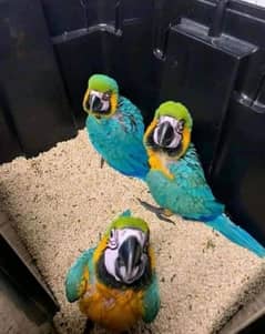 belu golden macaw parrot available ha Whatsapp please 0331/4489/359