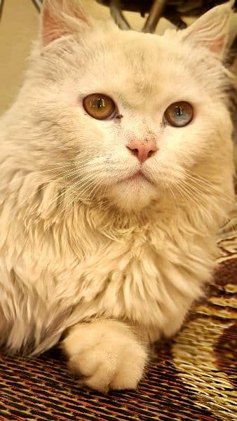 Pure white persian fully trained Male 2