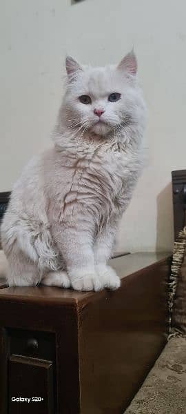 Pure white persian fully trained Male 5