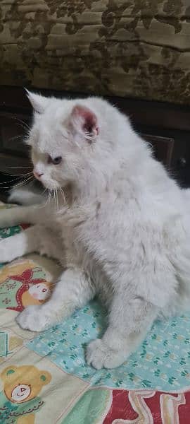 Pure white persian fully trained Male 8