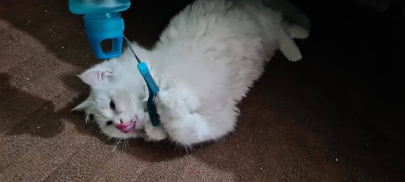 Pure white persian fully trained Male 10