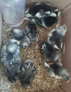 black shamo aseel chicks