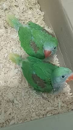 2 Raw parrot Chicks for sale