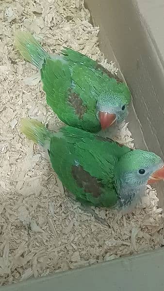 2 Raw parrot and pineapple yellow sided  Chicks for sale 0