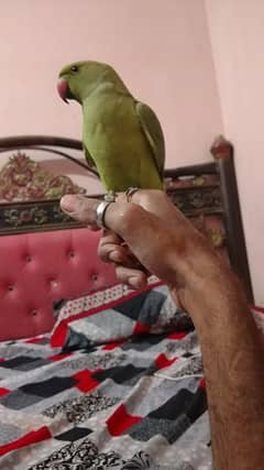 Ringneck parrot 7 month age learning talking