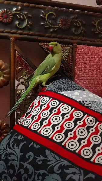 Ringneck parrot 7 month age learning talking 1
