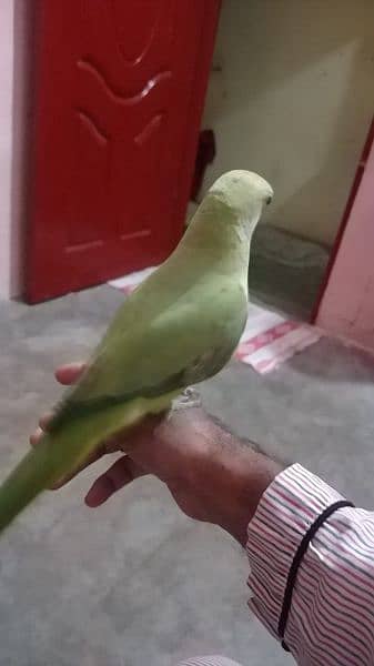 Ringneck parrot 7 month age learning talking 2