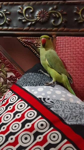 Ringneck parrot 7 month age learning talking 3