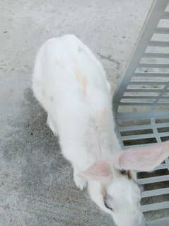 Desi male Rabbit for sale age 6 month 0
