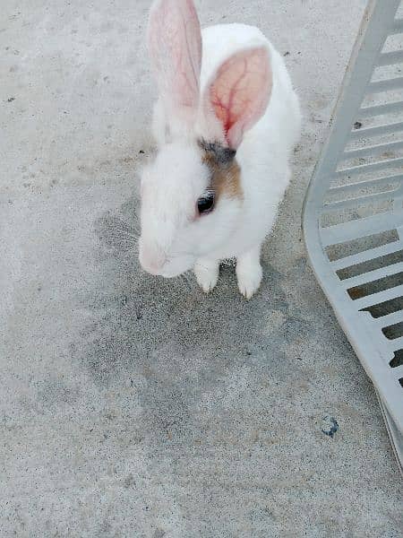 Desi male Rabbit for sale age 6 month 1