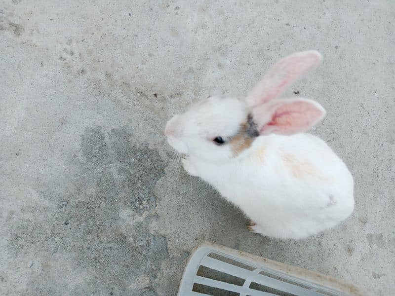 Desi male Rabbit for sale age 6 month 2