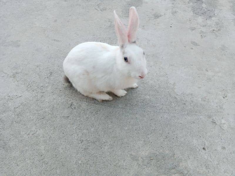Desi male Rabbit for sale age 6 month 3