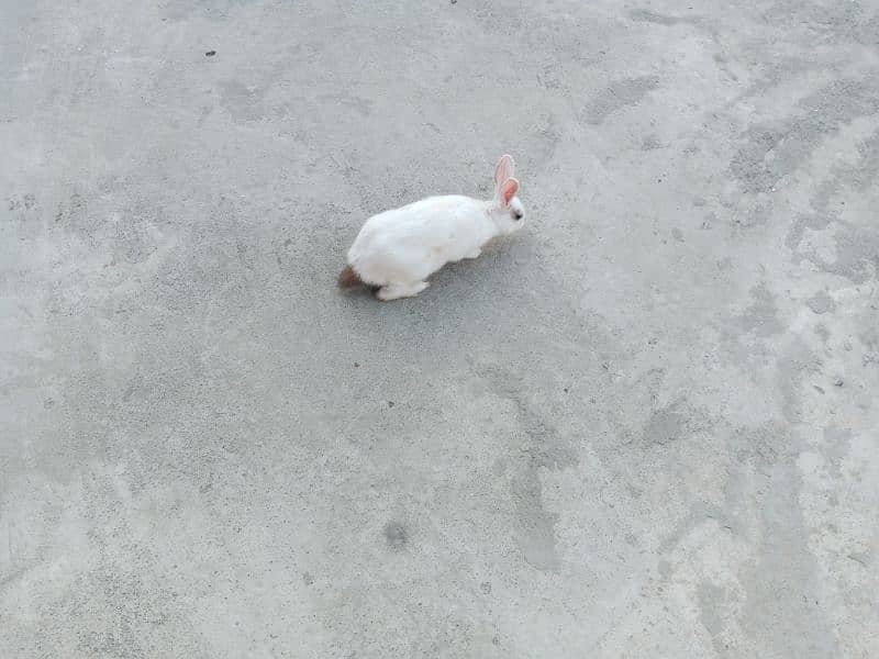 Desi male Rabbit for sale age 6 month 4
