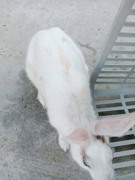 Desi male Rabbit for sale age 6 month 5