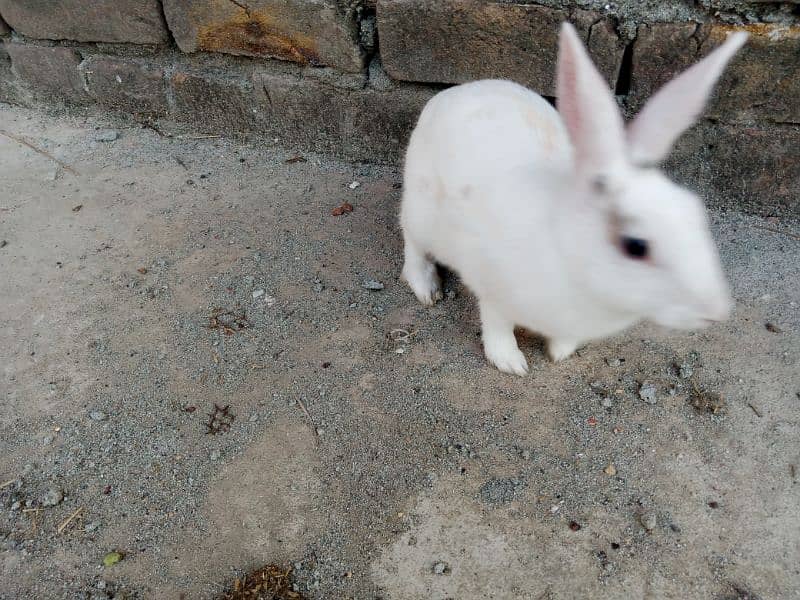 Desi male Rabbit for sale age 6 month 6