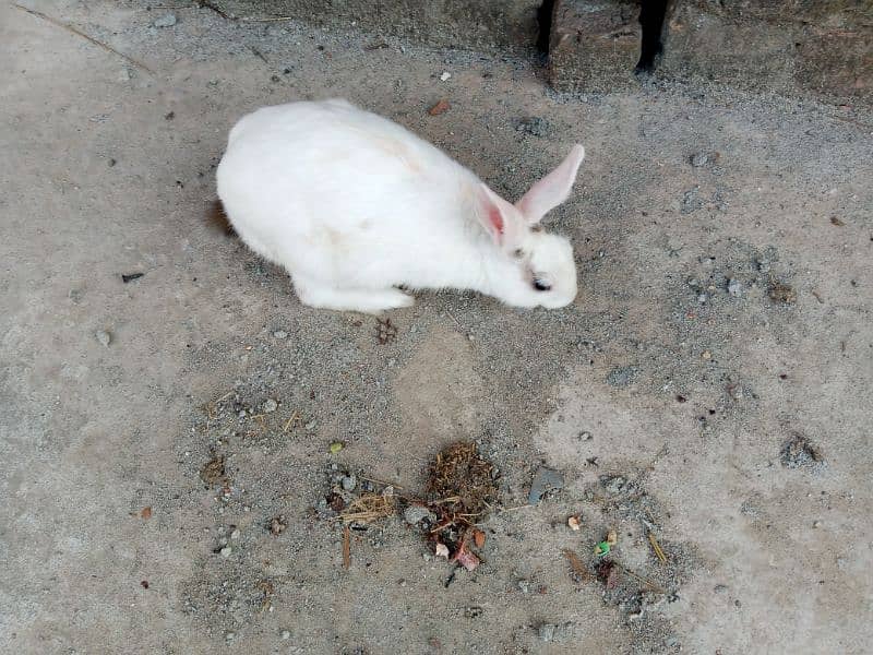 Desi male Rabbit for sale age 6 month 7