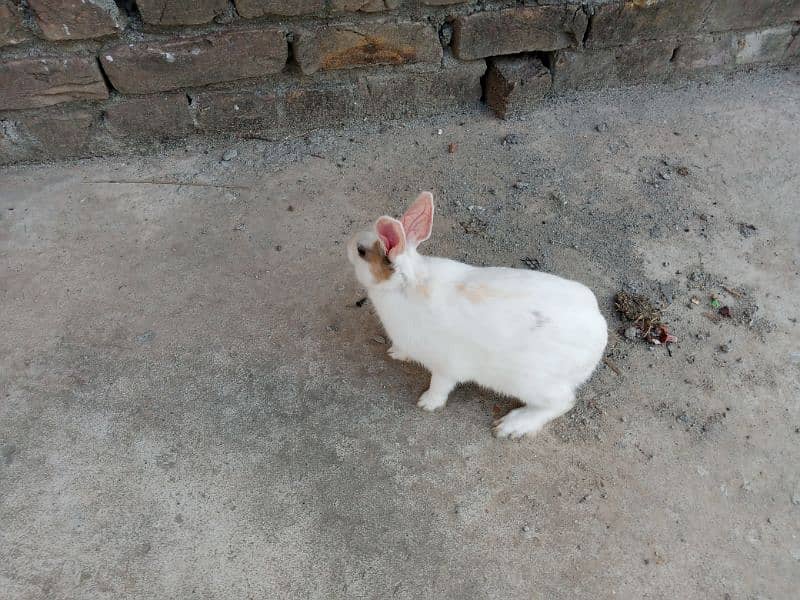 Desi male Rabbit for sale age 6 month 8