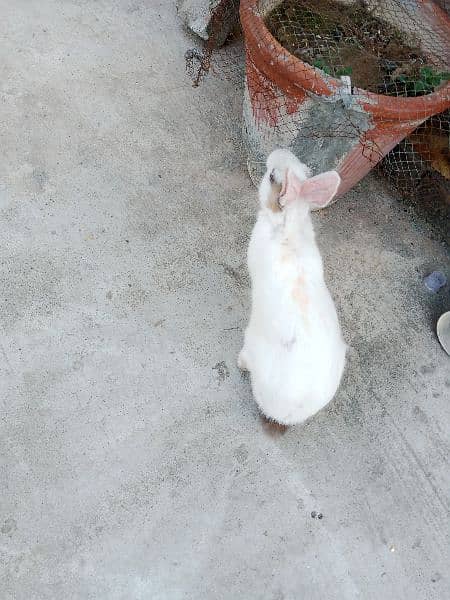 Desi male Rabbit for sale age 6 month 9